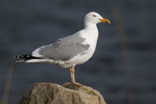 Herring Gull (Larus argentatus) standing on a stone, Hvide Sande, Denmark, Europe