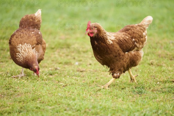 Two brown feathered chickens with red combs pecking at the ground on a grassy field, Chicken (Gallus domesticus), Austria, Europe