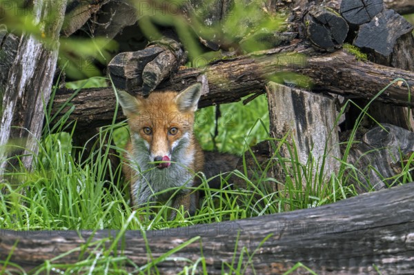 Red fox (Vulpes vulpes) appearing from under wood pile at edge of forest and licking nose