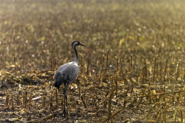 A single crane stands on a harvested field in the sunlight, Crane (Grus grus) wildlife, Western Pomerania Lagoon National Park, Zingst, Mecklenburg-Western Pomerania, Germany, Europe