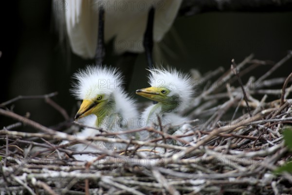 Great Egret, (Casmerodius albus), young birds, young birds, tree, in nest, Florida USA