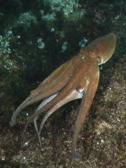 A Common Octopus (Octopus vulgaris), octopus, swimming over rocks in an underwater world of greenish algae and vegetation. Dive site Marine reserve Cap de Creus, Rosas, Costa Brava, Spain, Mediterranean Sea, Europe