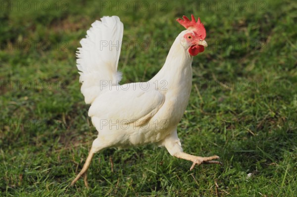 White hen with red comb walking on grassy ground, domestic fowl (Gallus gallus domesticus), Franconia