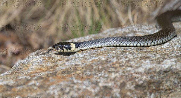 Grass snake (Natrix natrix) slithering over rocks, Germany, Europe