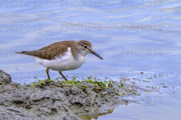 Common sandpiper (Actitis hypoleucos, Tringa hypoleucos) foraging for invertebrates in mud along muddy pond shore in wetland in summer