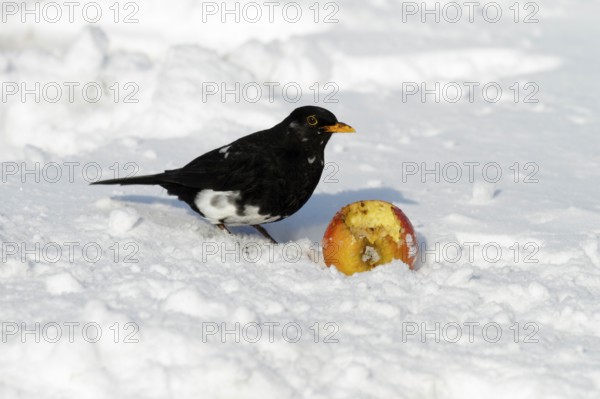 Blackbird (Turdus merula), male, part albinotic, Lower Saxony, Germany, Europe