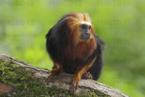 Golden-headed (Callitrichidae) lion monkey, portrait, adult, Golden-headed lion monkey, golden-headed lion tamarin (Leontopithecus chrysomelas), lion monkey, lion monkey, monkey, Leontopithecus, clawed monkey, clawed monkey, Anthropoidae, New World Monkeys (Platyrrhini), monkeys, dry-nosed monkeys, ape, primates, primate, gentleman animals, dry-nosed monkey, primates, Haplorhini, mammal, animal, vertebrate, captive