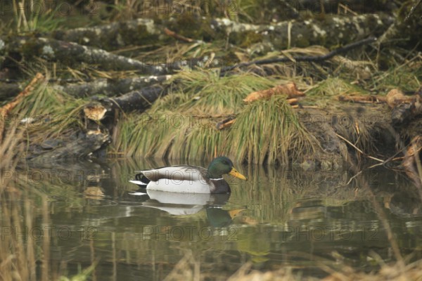 Mallard (Anas platyrhynchos) drake in water, habitat created by beaver, Allgäu, Bavaria, Germany, Allgäu, Bavaria, Germany, Europe