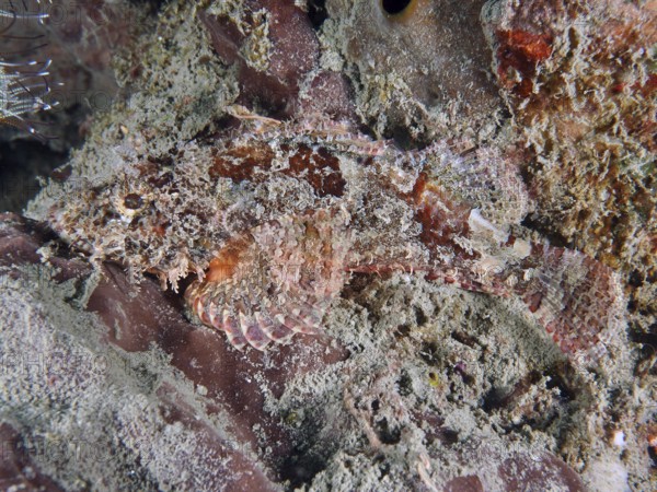 A well camouflaged Papuan scorpionfish (Scorpaenopsis papuensis) adapting to the rocky underwater environment, dive site Prapat, Penyapangan, Bali, Indonesia, Asia