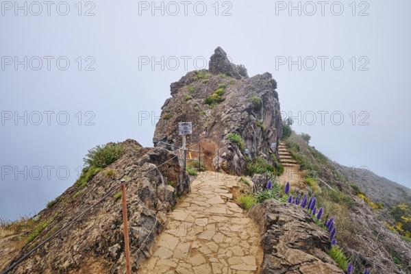 The hiking trail in mountains between Pico de Arieiro and Pico Ruivo in clouds with purple Pride of Madeira flowers, Ninho da Mahta viewpoint, Madeira island, Portugal, Europe