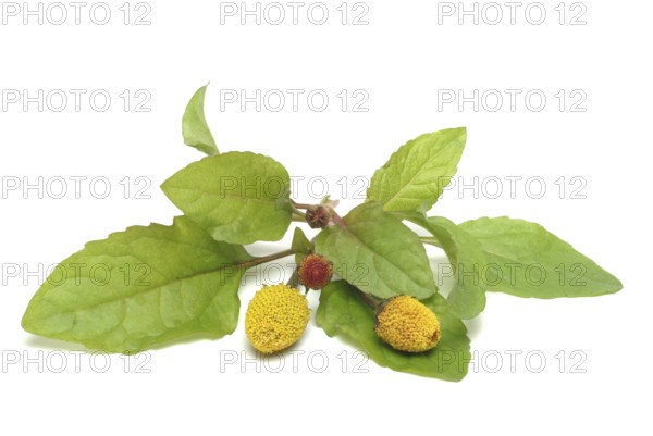 Food, Lettuce, Medicinal plant, Paracress, Jambu, Acmella oleracea