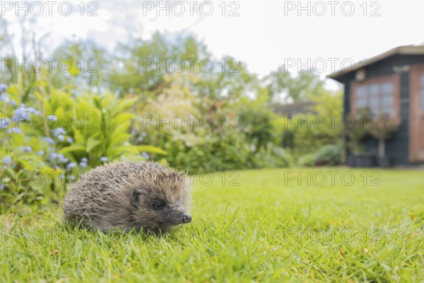European hedgehog (Erinaceus europaeus) adult animal on an urban garden grass lawn in the spring with a shed in the background, England, United Kingdom, Europe