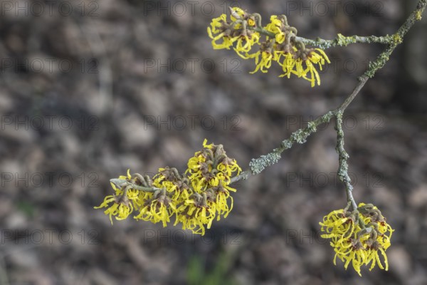 Witch hazel (Hamamelis mollis), Lower Saxony, Germany, Europe