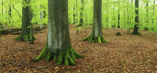Old beech forest with giant beech trees in early spring, fresh green foliage, natural forest reserve, Steigerwald nature park Park, Franconia, Bavaria, Germany, Europe