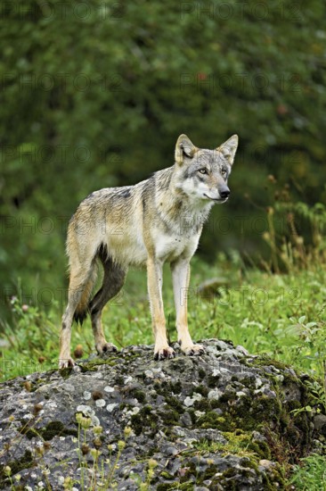 European gray wolf (Canis lupus lupus), old animal standing on rock, captive, Switzerland, Europe