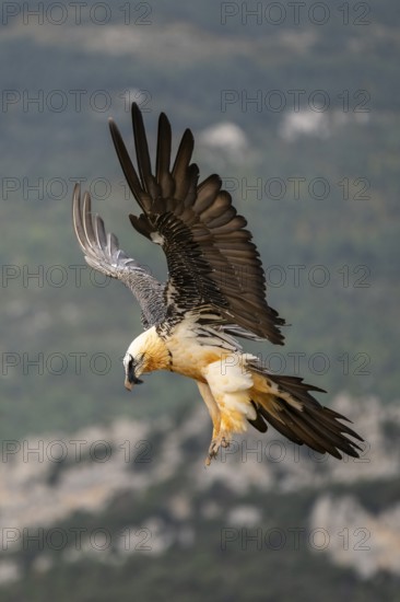 Bearded Vulture (Gypaetus barbatus) adult bird in flight with mountains in the backround, Pyrenees, Lleida, Spain, Europe