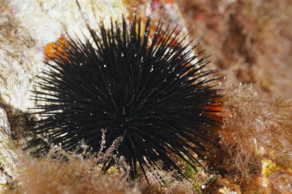 Arbacia lixula (Arbacia lixula) with long spines on rocky seabed, dive site Sec de la Jeaune Garde, Giens Peninsula, Provence Alpes Côte d'Azur, France, Europe