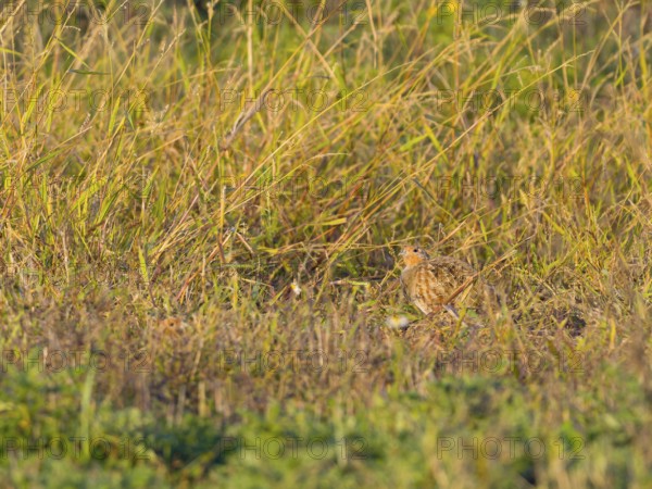Gray partridge (Perdix perdix), hiding in the old grass of a fallow land, Solms, Hesse, Germany, Europe