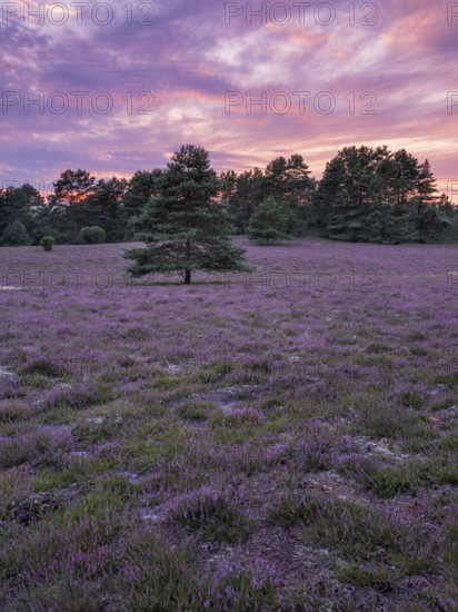 Typical heath landscape with flowering heather at dawn, Lüneburg Heath, Lower Saxony, Germany, Europe