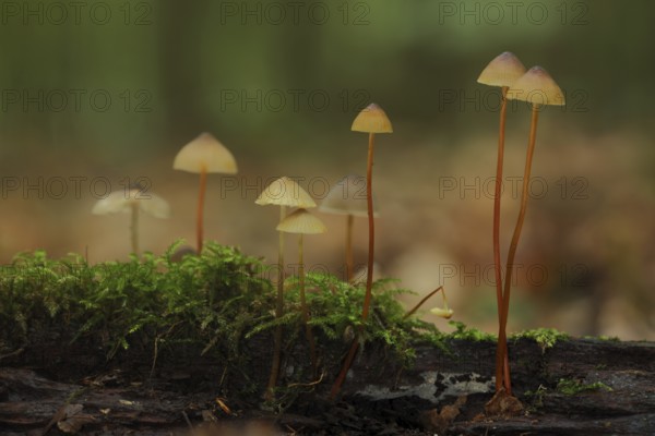 Saffrondrop bonnet (Mycena crocata), group, stem, long, thin, Bremthal, Eppstein, Taunus, Hesse, Germany, Europe