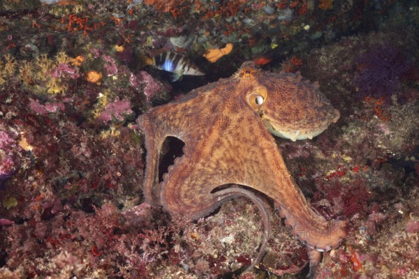 Octopus, Common Octopus (Octopus vulgaris), between colourful reefs on the seabed, dive site Cap de Creus Marine Reserve, Rosas, Costa Brava, Spain, Mediterranean Sea, Europe