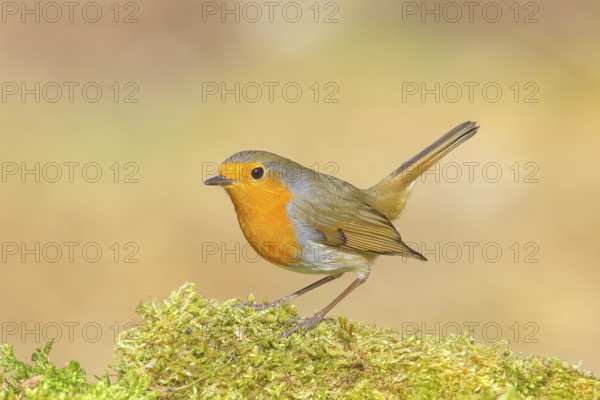 Robin (Erithacus rubecula), foraging, winter feeding, standing on moss, wildlife, songbirds, animals, birds, Siegerland, North Rhine-Westphalia, Germany, Europe