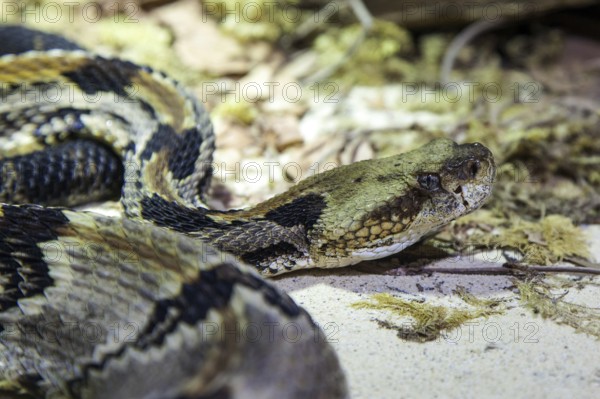 Forest rattlesnake (Crotalus horridus), captive, Germany, Europe
