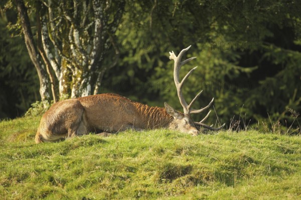 Red deer (Cervus elaphus) stag in a 10-minute deep sleep during the rut, Allgäu, Bavaria, Germany, Allgäu, Bavaria, Germany, Europe