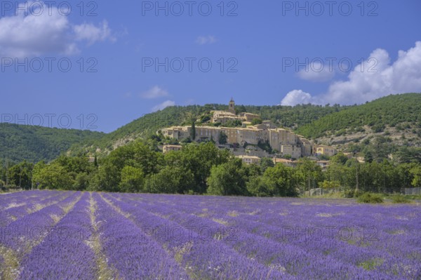 Lavender field and the village of Banon behind it, Alpes-de-Haute-Provence, France, Europe