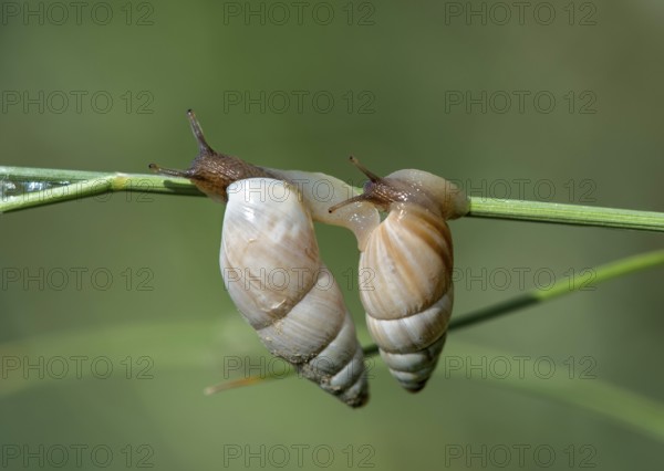 Two March snails (Zebrina detrita) crawling on a blade of grass, Kaiserstuhl region, Baden-Württemberg, Germany, Europe