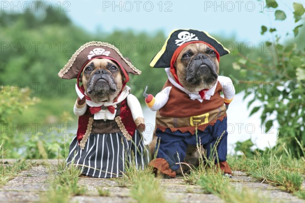 Funny French Bulldog dogs dressed up with pirate and pirate bride costumes with hat, hook arm and dress standing at waterfront