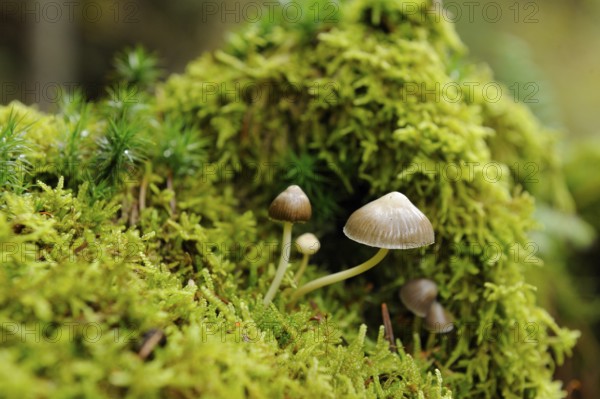 Mushrooms emerging from a fresh mossy background in a detailed natural environment, Pointed cone bald head (Psilocybe semilanceata), Bavaria