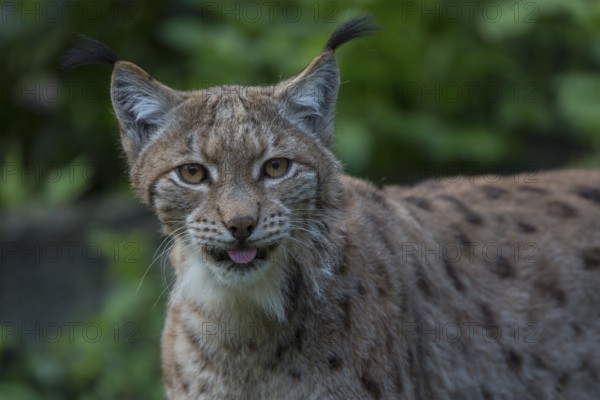 One Eurasian (Carpathian) lynx, Lynx lynx carpathicus, standing in lush vegetation with tree logs lying around