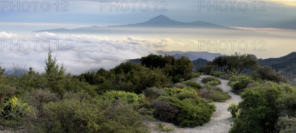 Sunrise, view of Mount Teide from Alto de Garajonay, Tenerife, Garajonay National Park, La Gomera, Canary Island, Spain, Europe