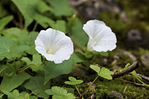 Flowers of two white larger bindweeds (Calystegia sepium), Switzerland, Europe