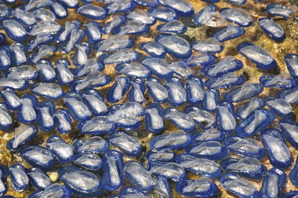 Sail jellyfish (Velella velella) washed up on the beach near Bonifacio, Corsica, Mediterranean Sea, France, Europe