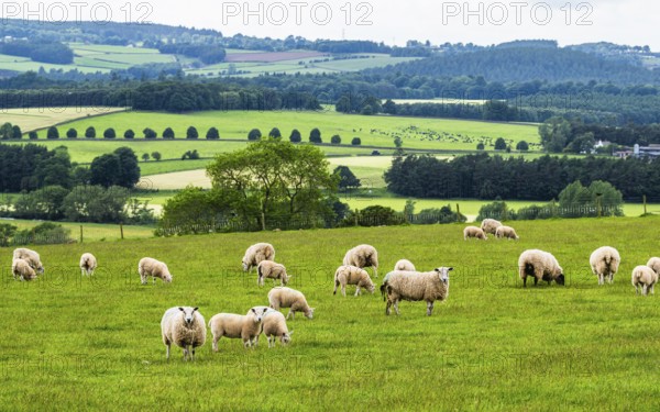 Sheeps and Farms in Yorkshire Dales National Park, North Yorkshire, England, United Kingdom, Europe