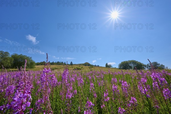 Blooming sally (Epilobium angustifolium), meadow in front of a hill under a clear sky, Abtsroder Kuppe, Abtsroda, Wasserkuppe, Rhön, Hesse, Germany, Europe