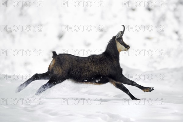 Alpine chamois (Rupicapra rupicapra) female in dark winter coat running down snow covered mountain slope in the European Alps