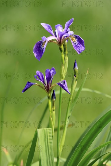 American marsh iris (Iris versicolor), flower, in bloom, at a pond, Ellerstadt, Germany, Europe