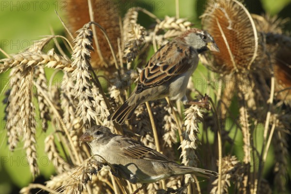House sparrow (Passer domesticus) female and male foraging in a wheat field, Allgäu, Bavaria, Germany Allgäu, Bavaria, Germany, Europe