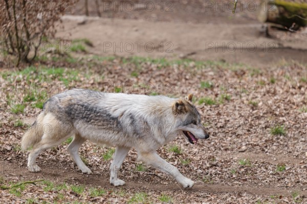 An adult male grey wolf (Canis lupus lupus) runs across a leaf covered meadow at the edge of the forest