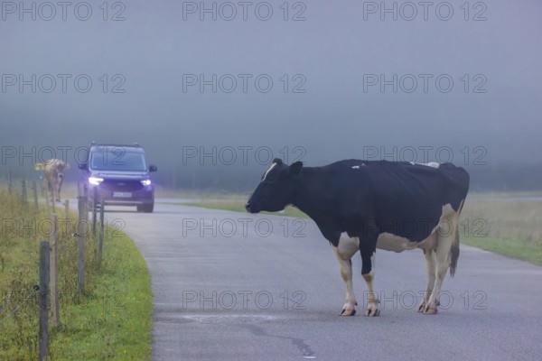 A Holstein Friesian cow is standing on a road and blocking traffic. Eng Valley, Austria, Europe