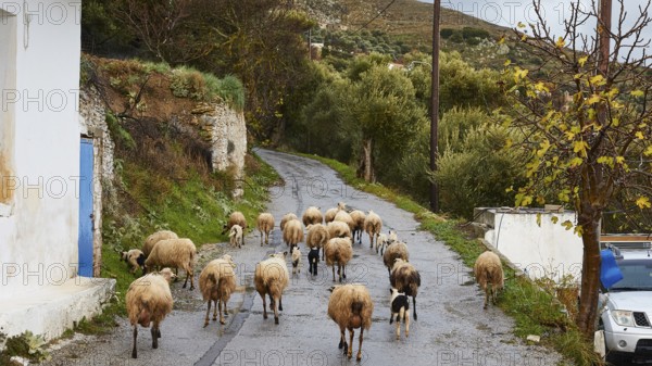 A flock of sheep moves along a country road in an autumn landscape, sheep (e) or goat (n), ovis, caprae, Crete, Greek Islands, Greece, Europe