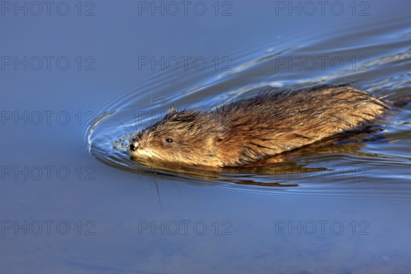 Muskrat (Ondatra zibethicus) adult, swimming, in the water, foraging, Moss Landing, Monterey, California, USA, North America