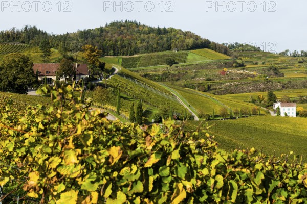 Vineyards and winery with palm trees and cypresses in autumn, Blankenhornsberg, near Ihringen, Kaiserstuhl, Baden-Württemberg, Germany, Europe