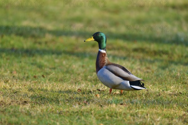 Mallard (Anas platyrhynchos), standing on a green meadow outdoors, spring, Bavaria, Germany, Europe