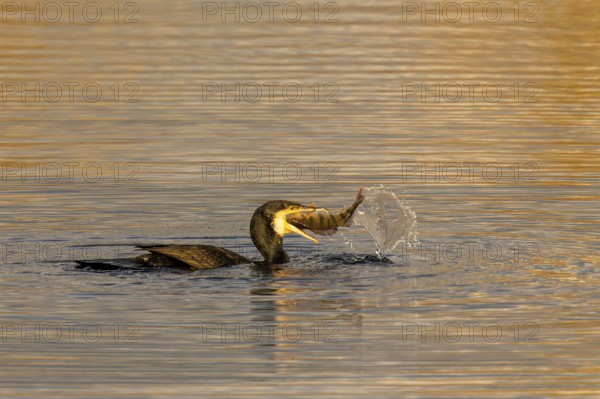 Bird has just caught fish in its beak, water splashes high during the hunt, Cormorant, (Phalacrocorax carbo), wildlife, Germany, Europe