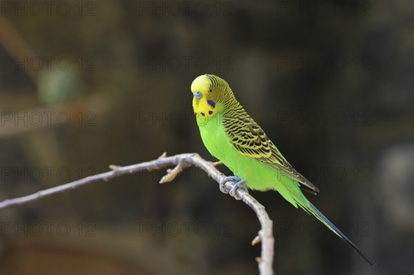 Budgerigar (Melopsittacus undulatus), adult, natural colours, on a branch, captive, occurrence in Australia, Hesse, Germany, Europe