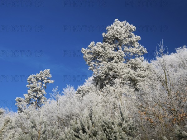 Mixed woodland covered in hoarfrost against a deep blue sky in winter, beside Breuna, North Hesse, Germany, Europe